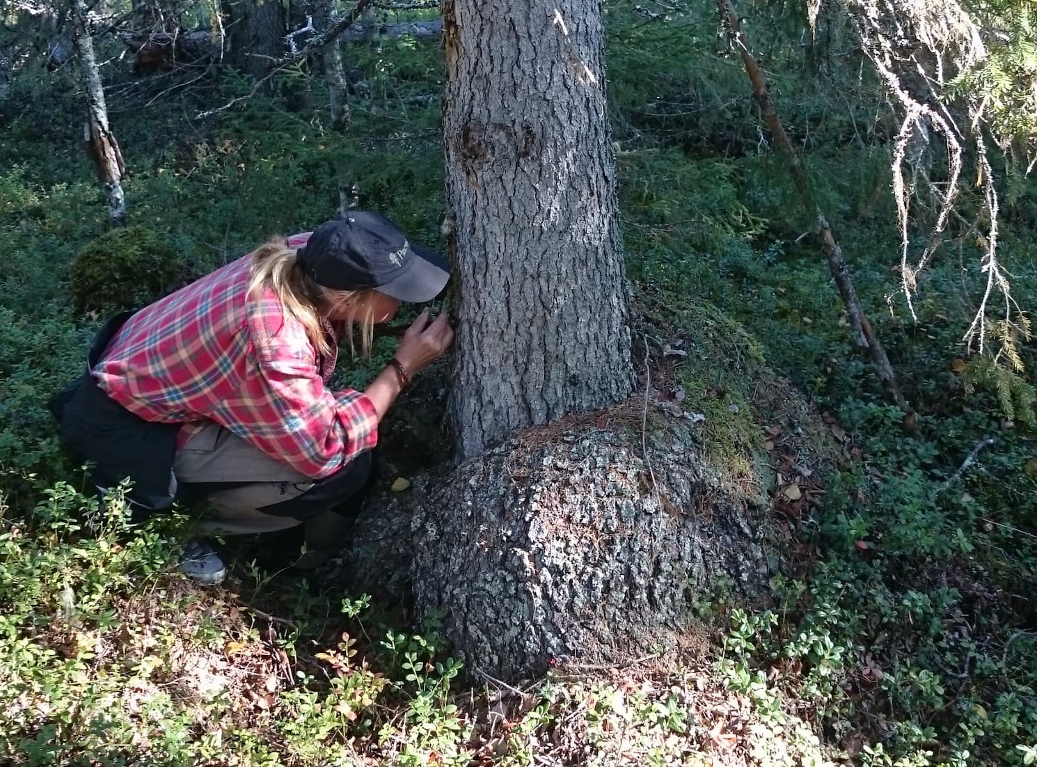 En person med långt hår, rutig skjorta och keps tittar på en gran med lupp