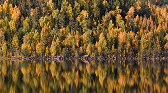 Skog i höstfärger som speglas i en blank sjö