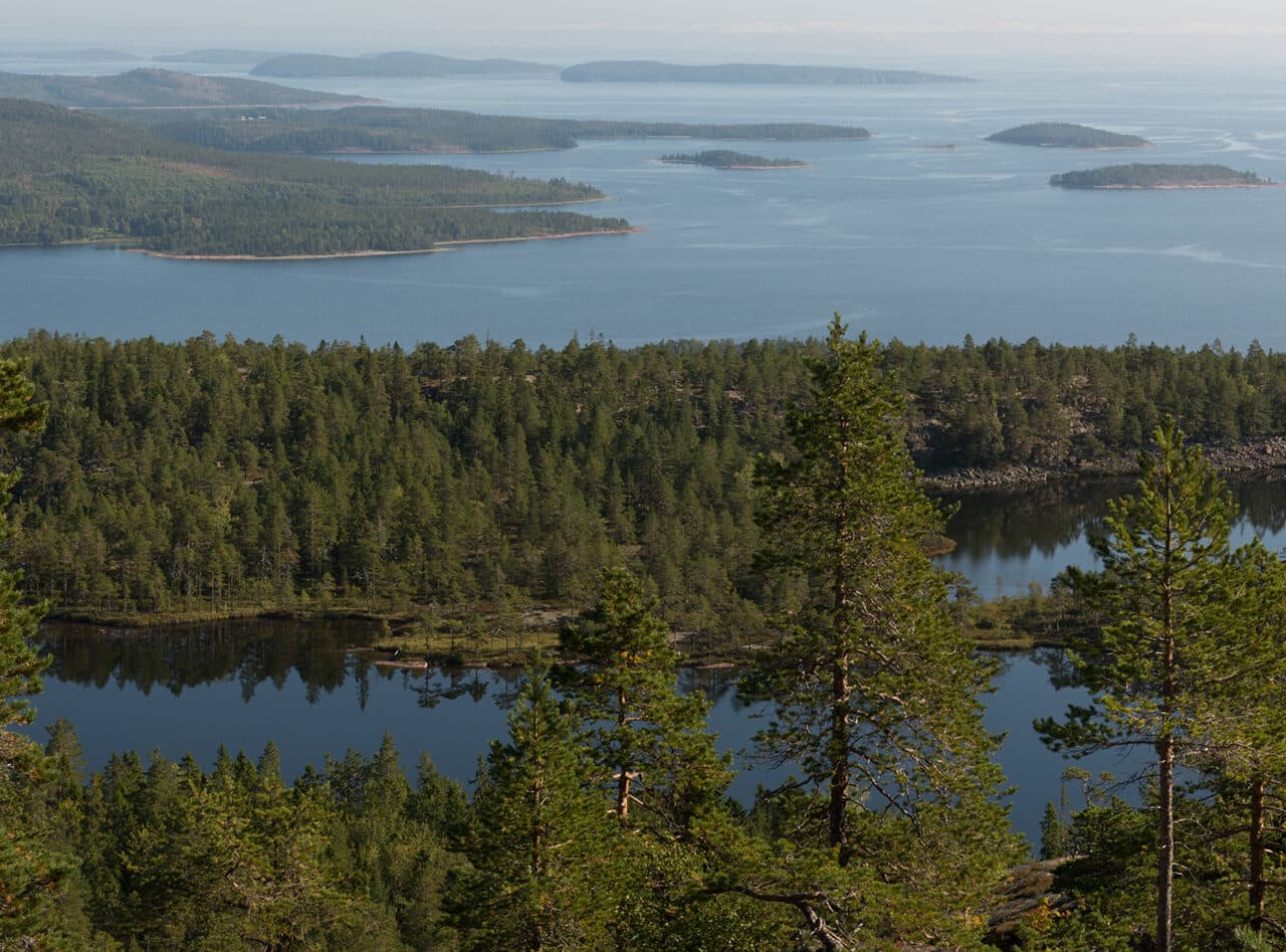 Utsikt över skog och hav från ett berg