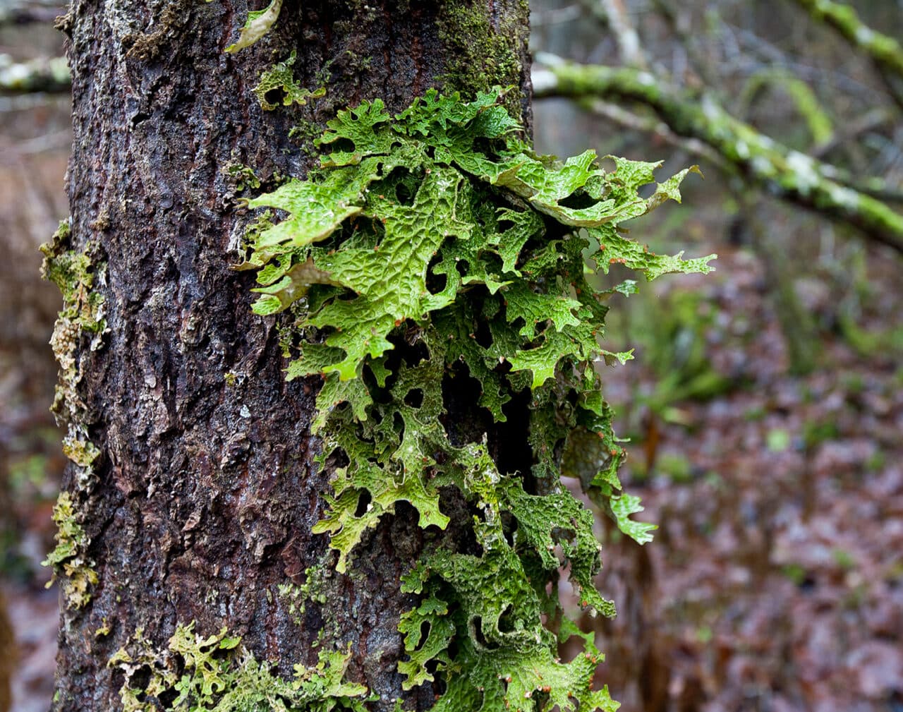 Närbild av lunglav som växer på ett träd