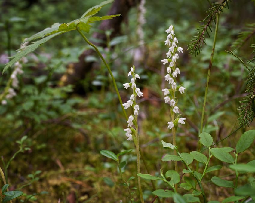 Närbild på orkiden knärot