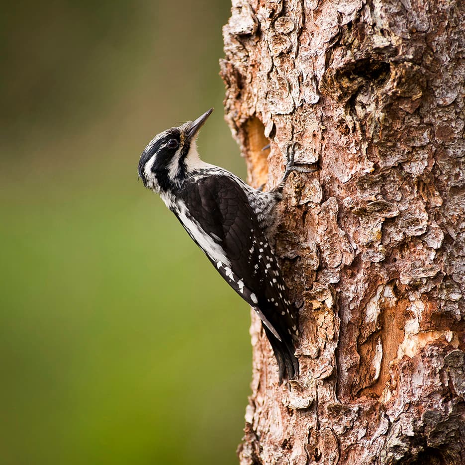 En tretåig hackspett som sitter på ett träd