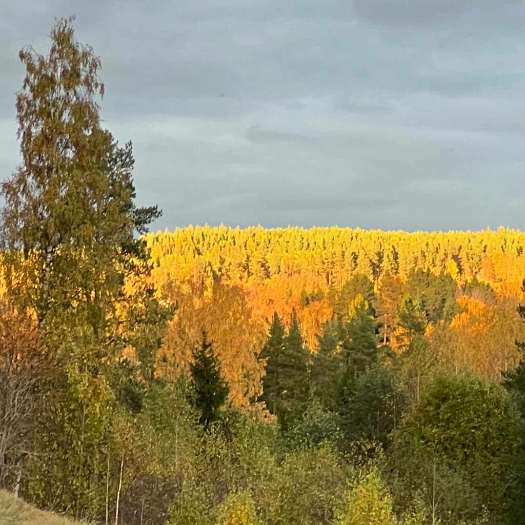 Landskapsbild på träd i höstfärger, mest gult