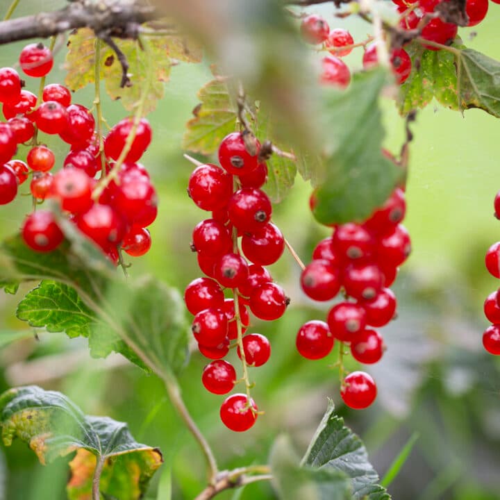 Närbild på röda vinbär