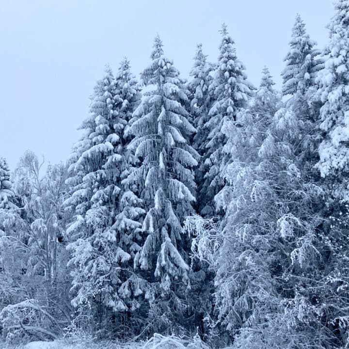 Stora träd med snö på