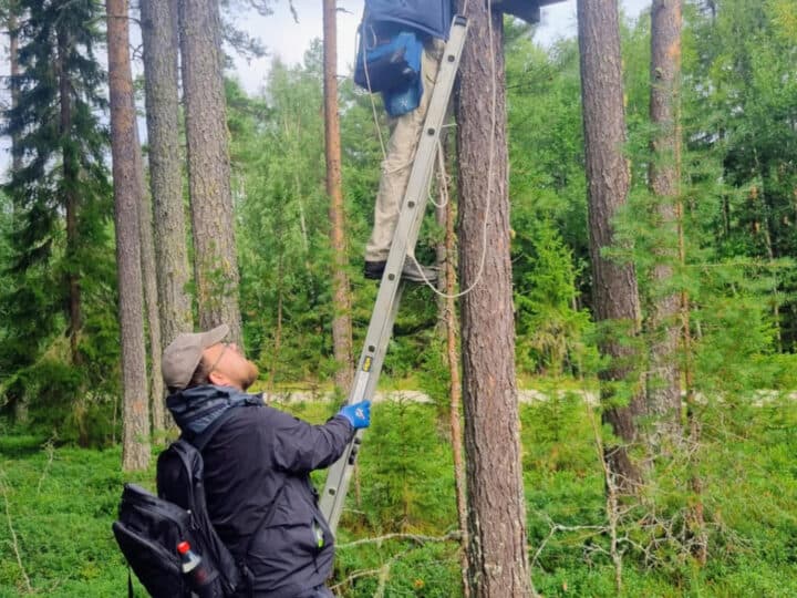 Två personer som sätter upp en uggleholk i skogen.